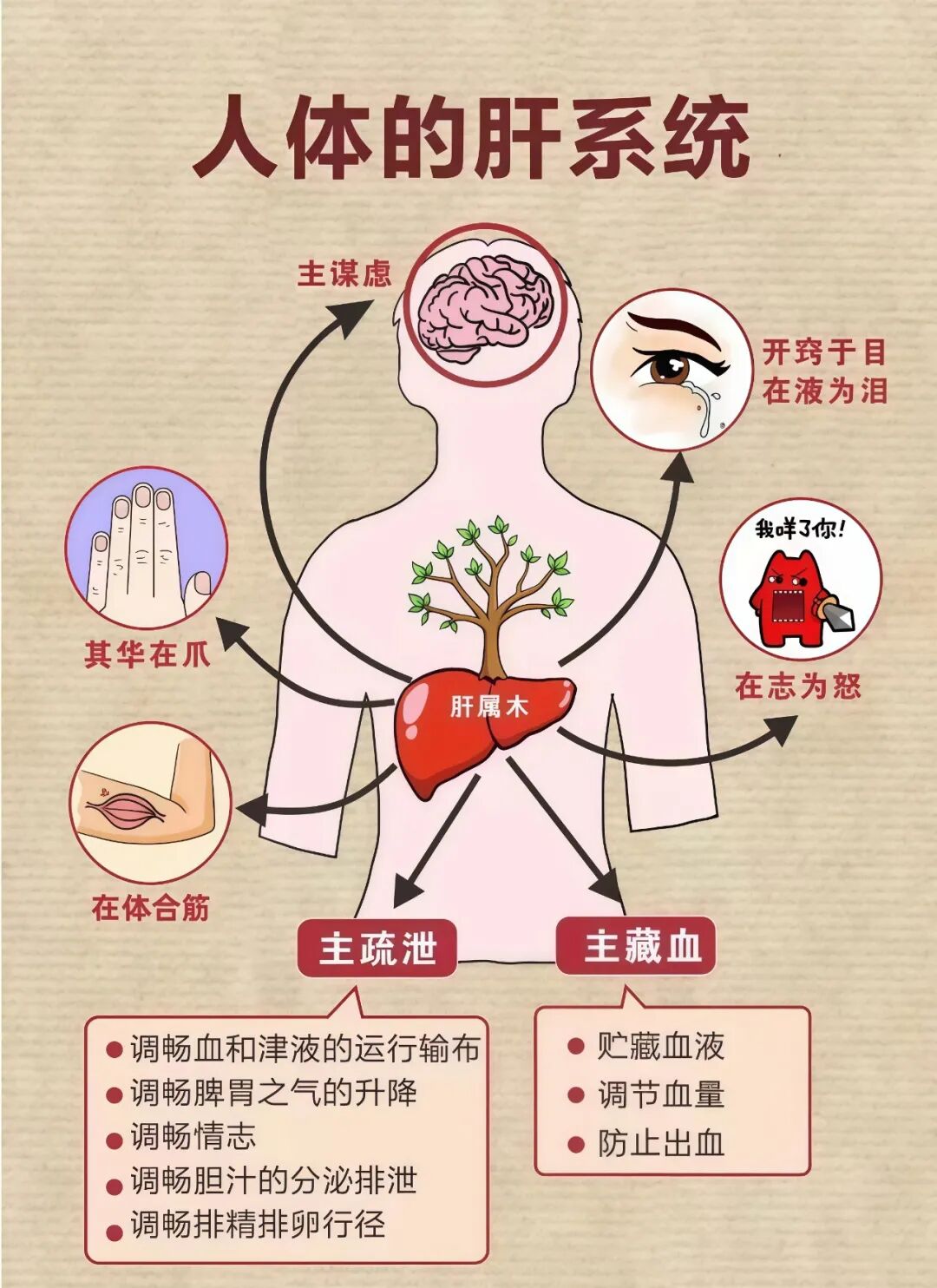 肝好坏决定睡眠质量