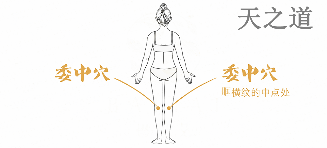 委中穴