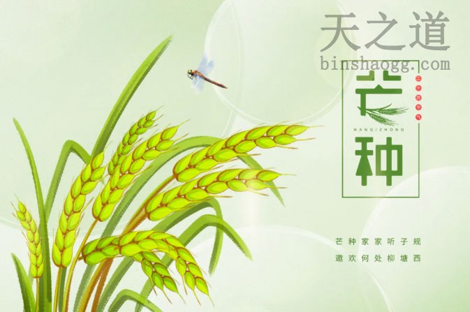 芒种