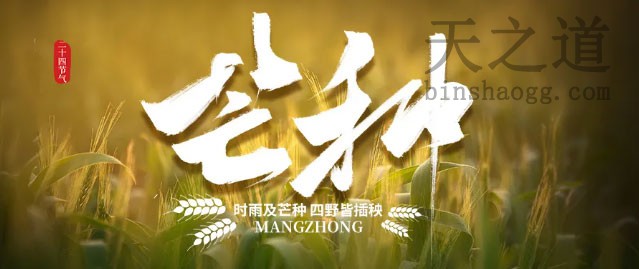 芒种
