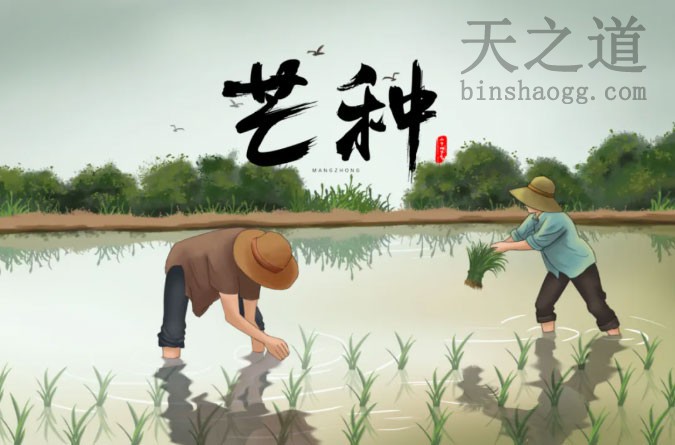芒种