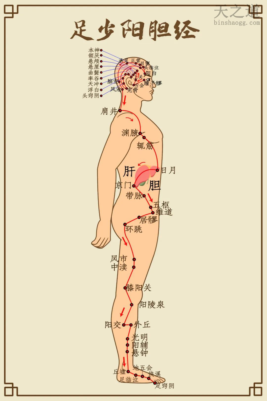胆经 胆经