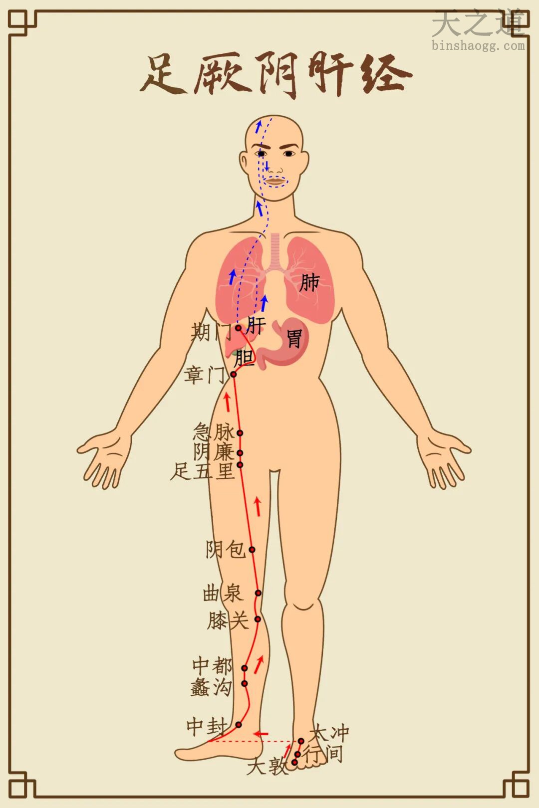 肝经 肝经