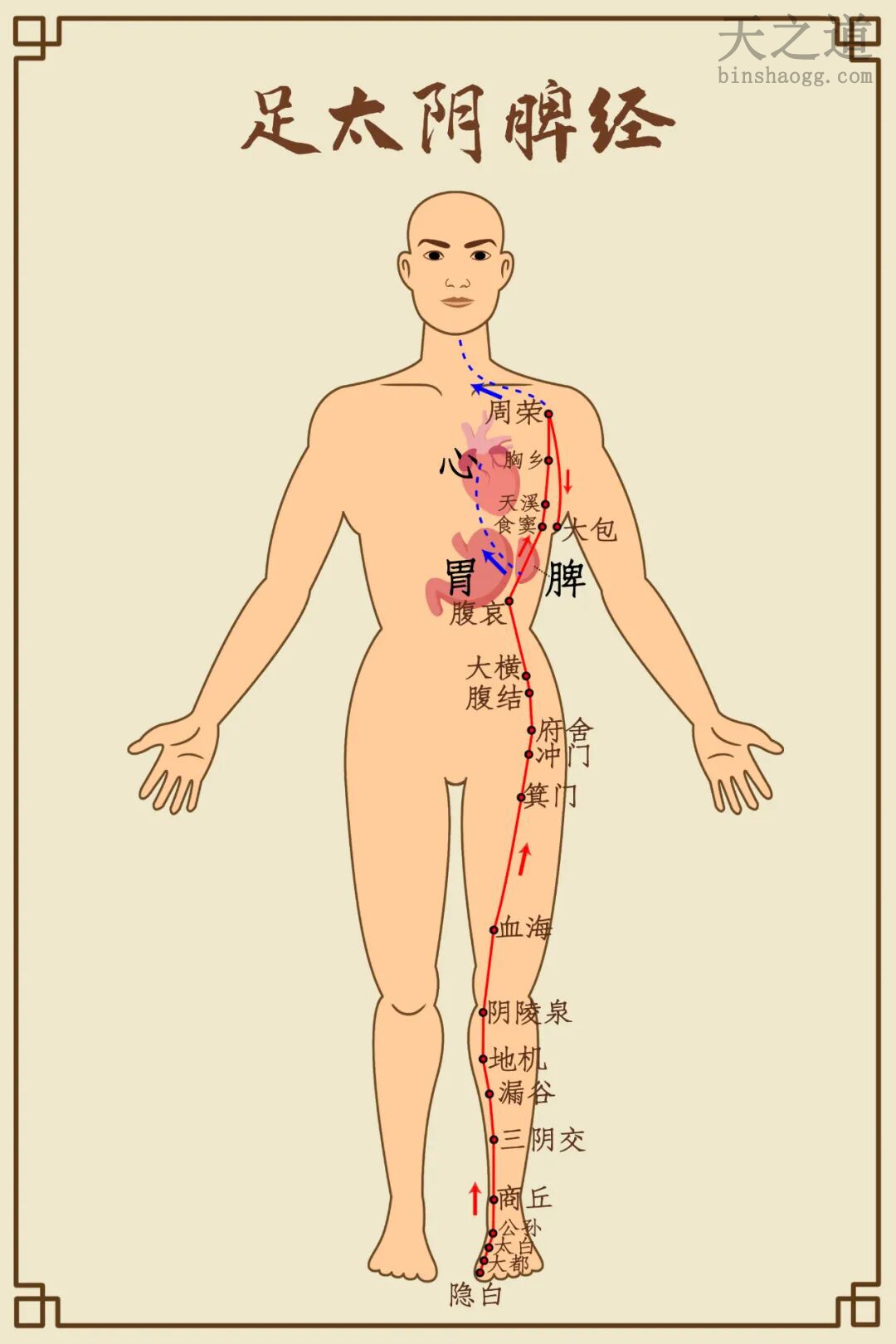 脾经 脾经