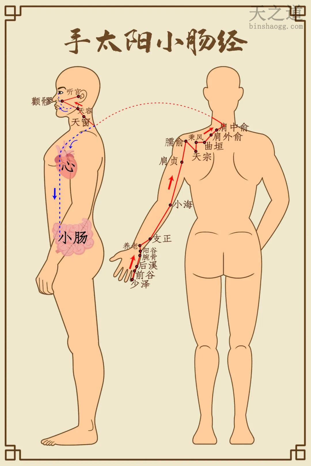 小肠经 小肠经