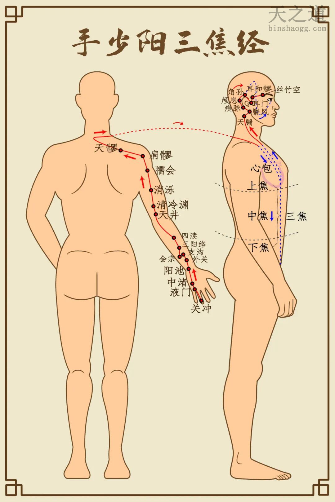 三焦经 三焦经