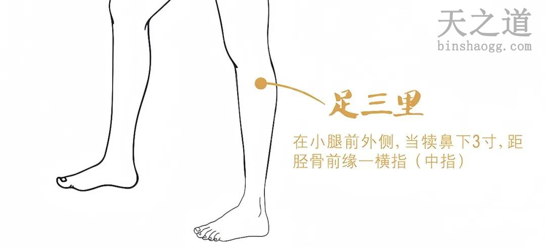 足三里穴 足三里穴