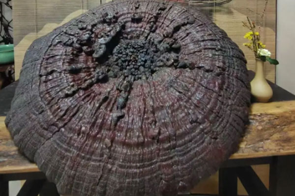 太上灵宝芝草品