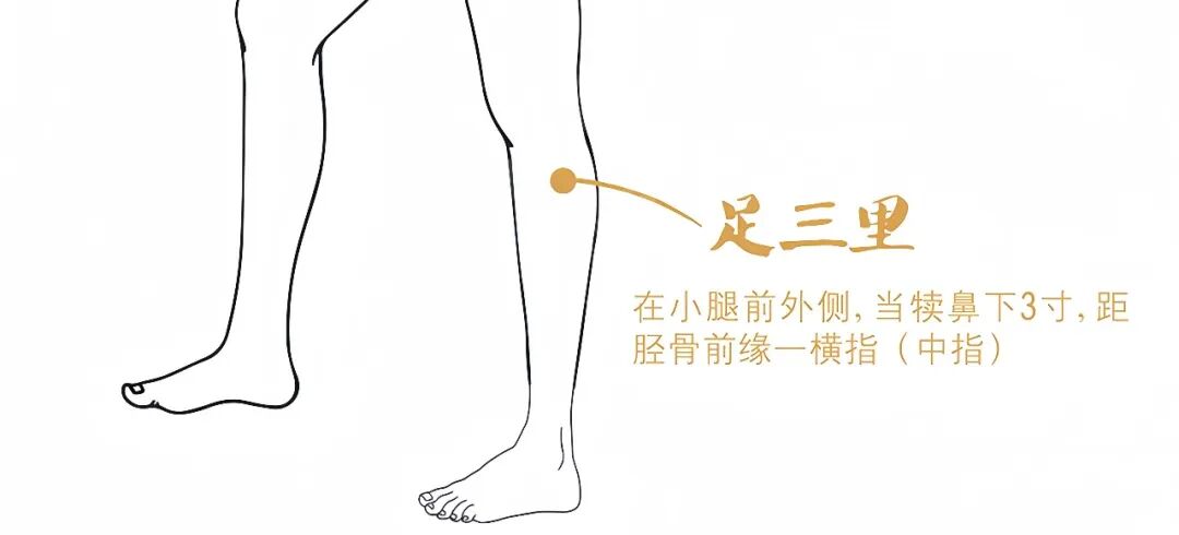 足三里 足三里