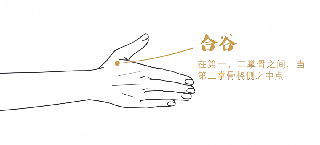 合谷穴 合谷穴