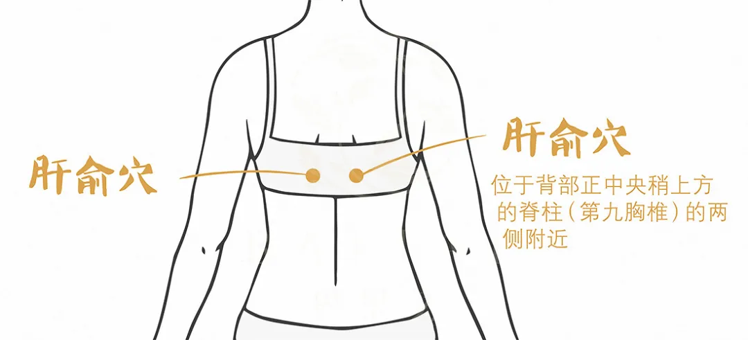 >肝俞穴 >肝俞穴