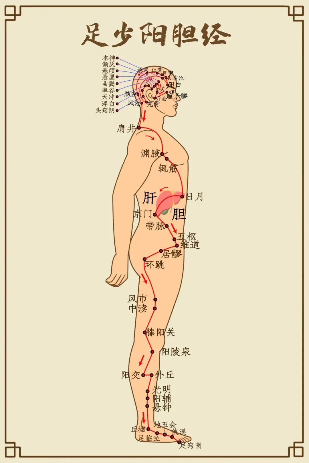 足少阳胆经的路线 足少阳胆经的路线