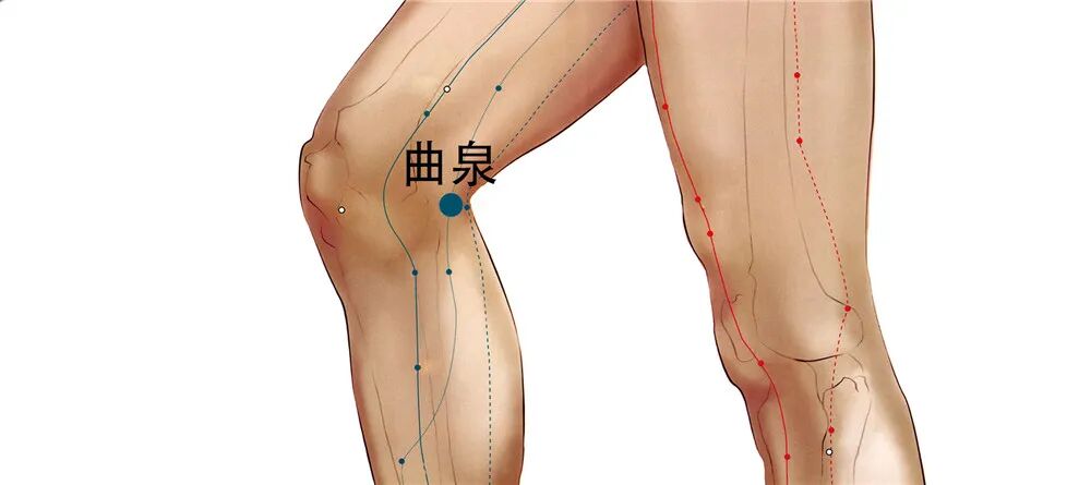 曲泉穴可以养肝
