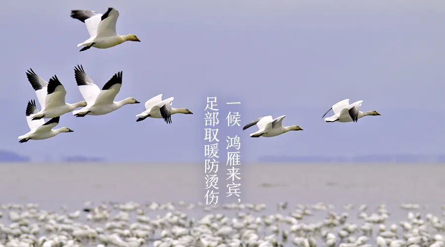 一候鸿雁来宾